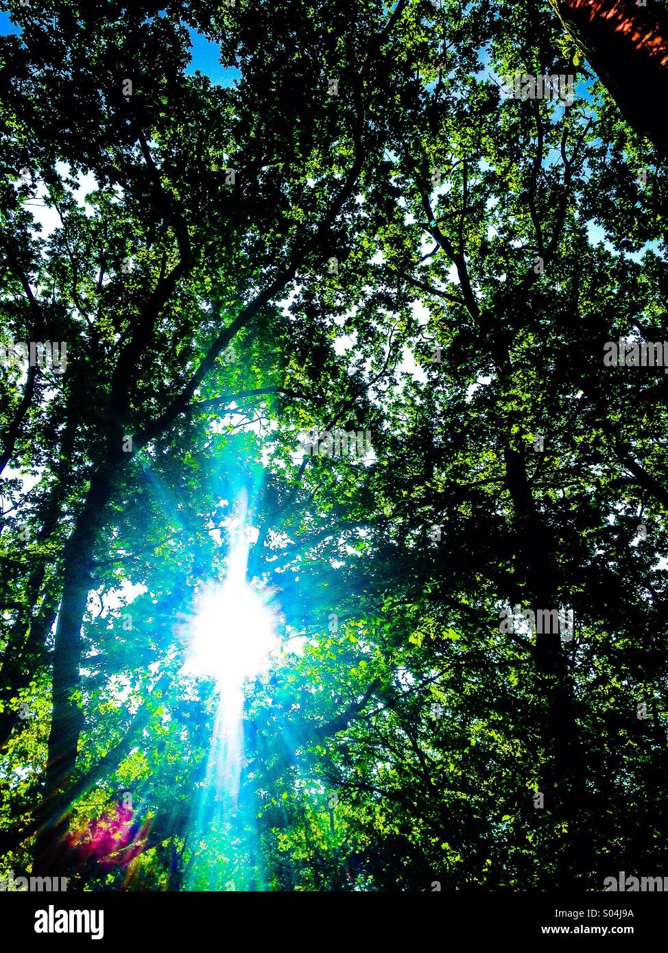 Looking up to the sun through Oak trees Stock Photo Alamy