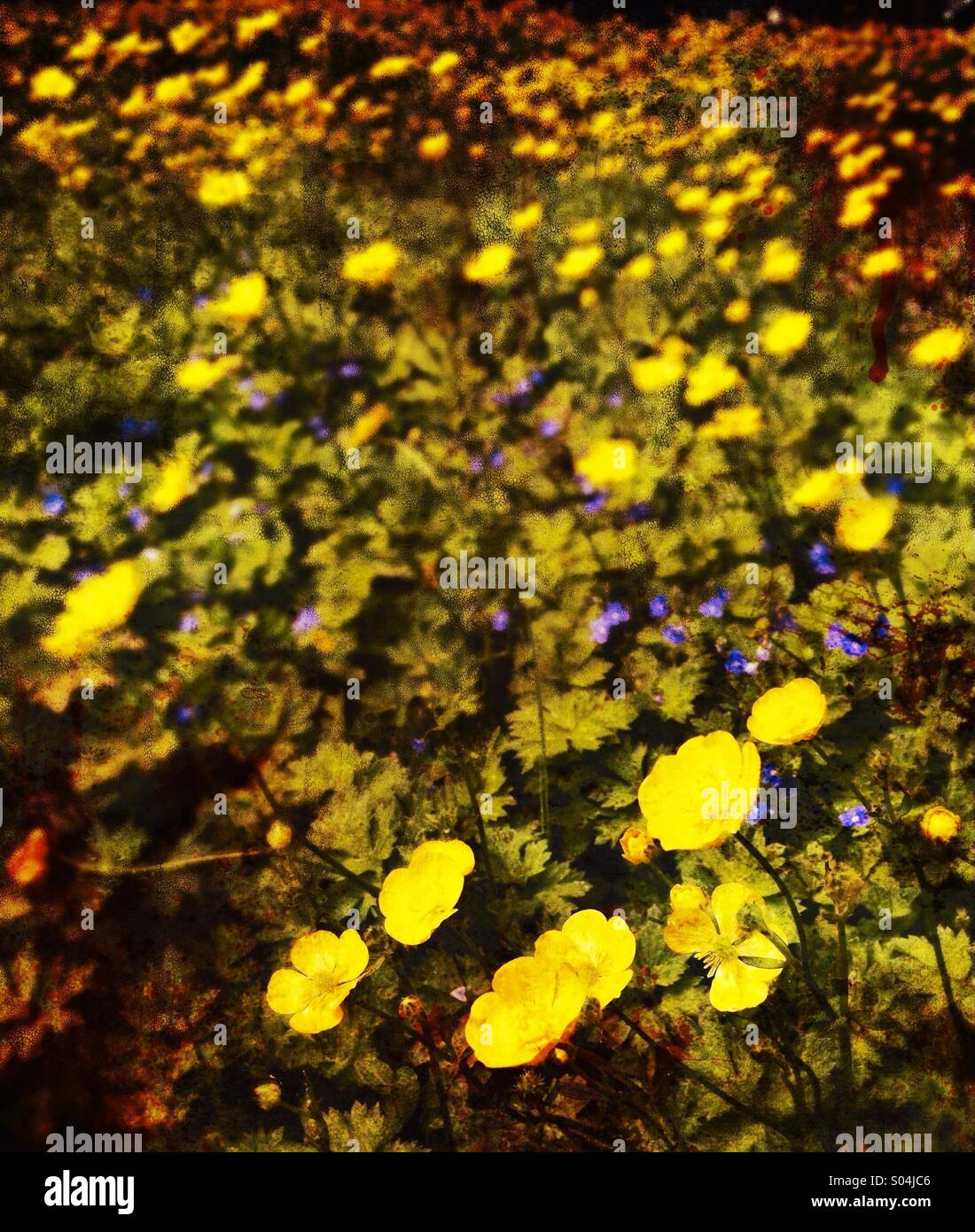 Buttercups - Smartphone Captured Stock Image