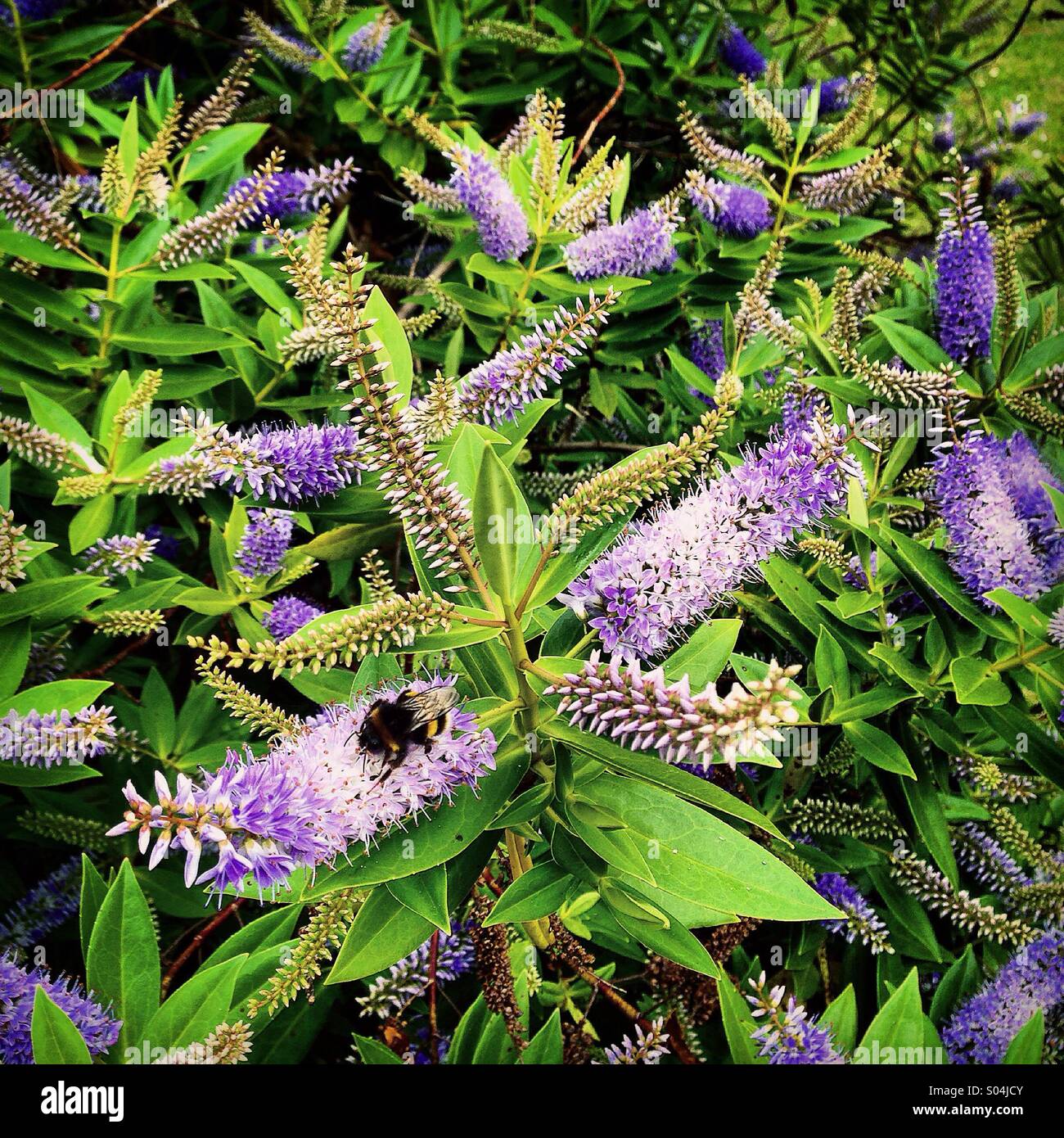 Bumblebee on a hebe plant Stock Photo