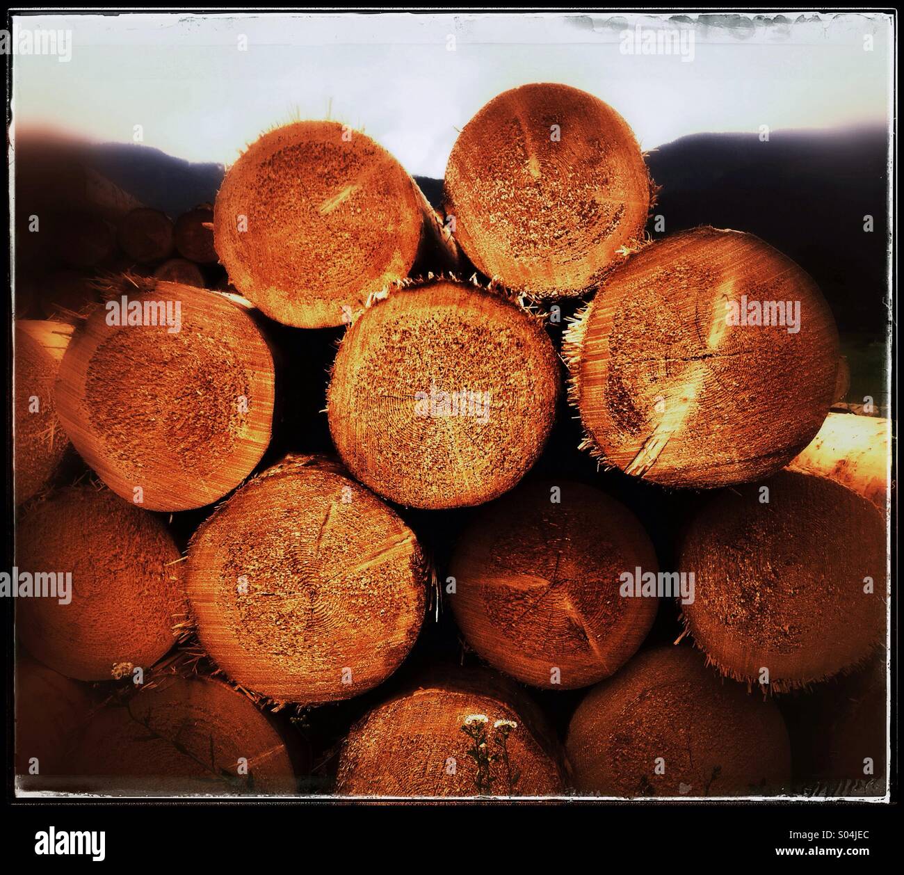 Stack of freshly cut tree trunks Stock Photo Alamy