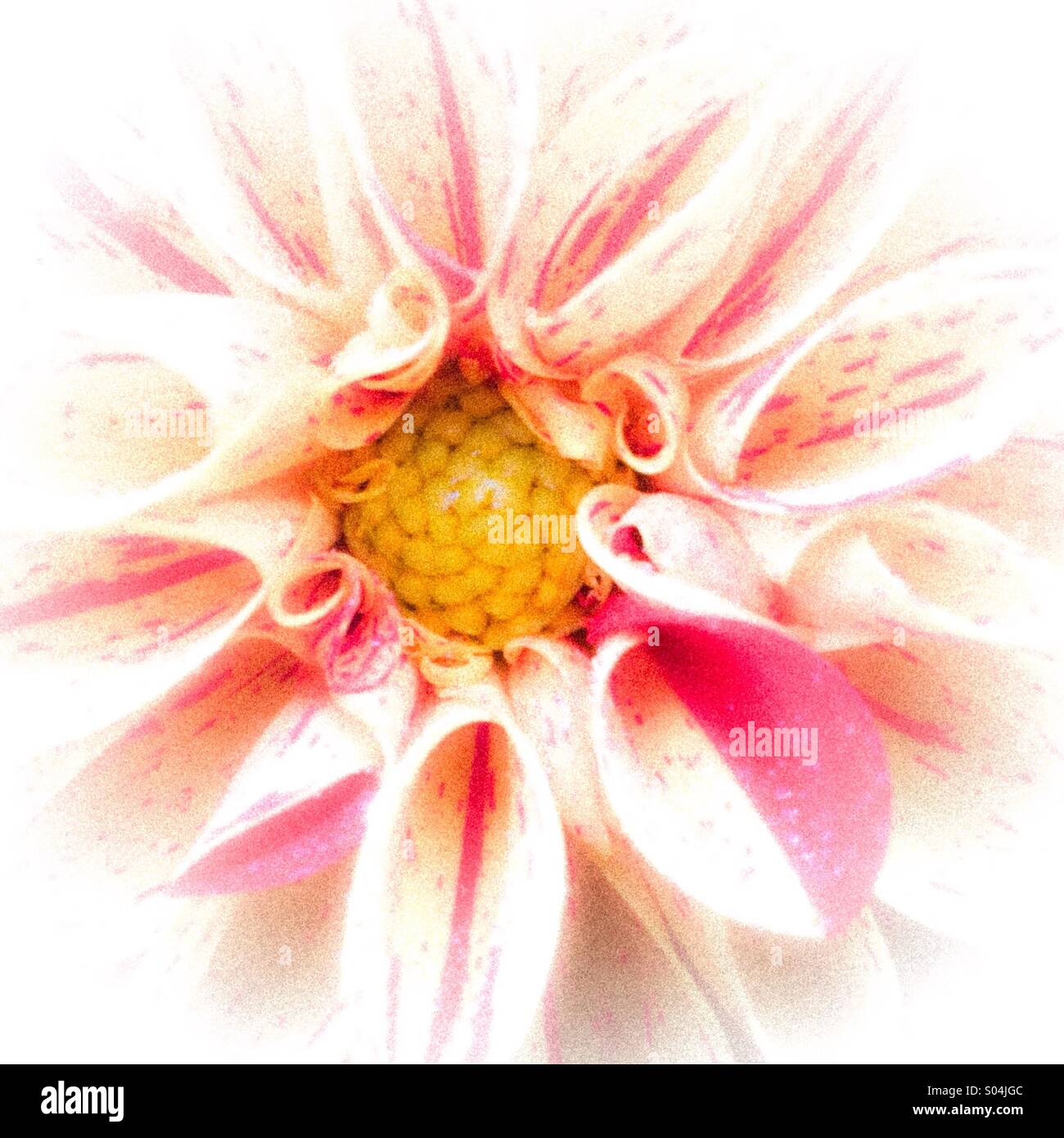 Dahlia flower impressions Stock Photo