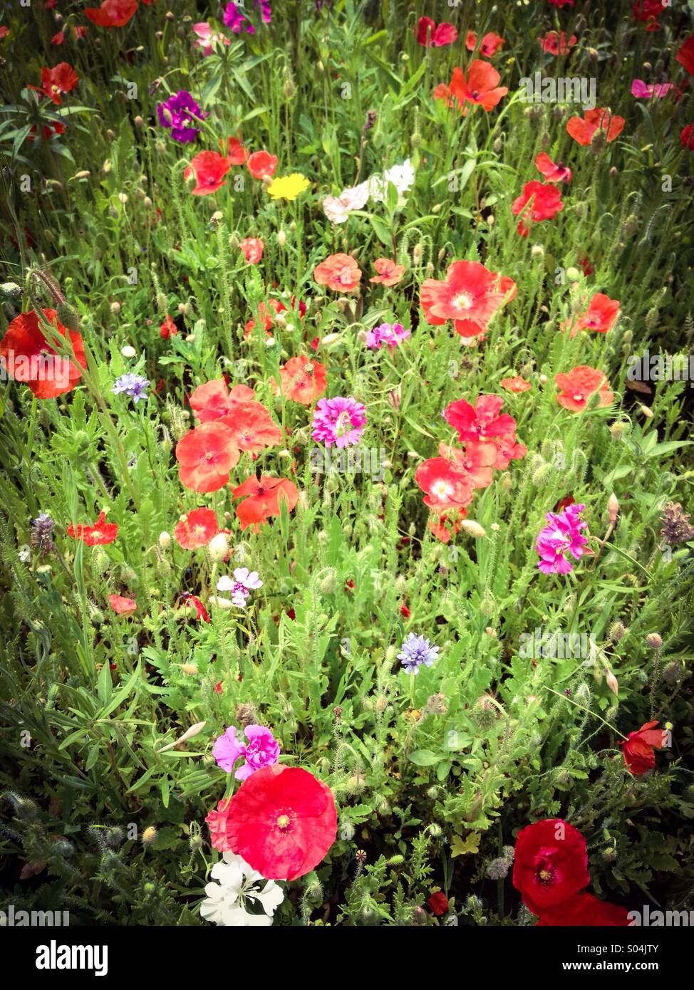 Vibrant cluster of wild flowers Stock Photo