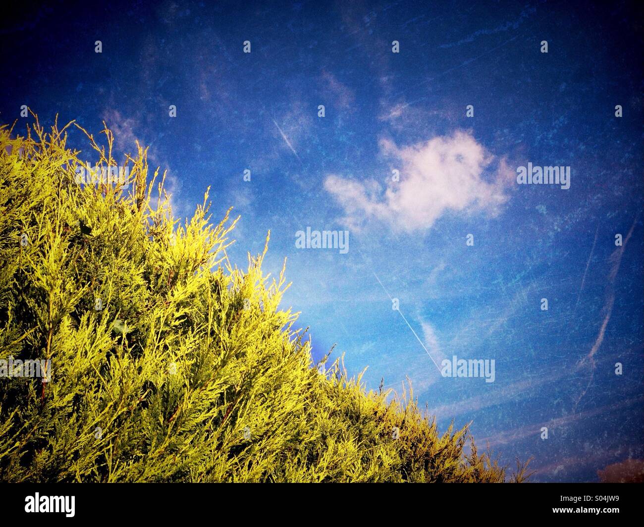 Hedge and cloud - Smartphone Captured Stock Image