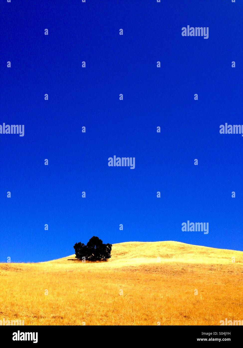 Golden hills, blue sky - Smartphone Captured Stock Image