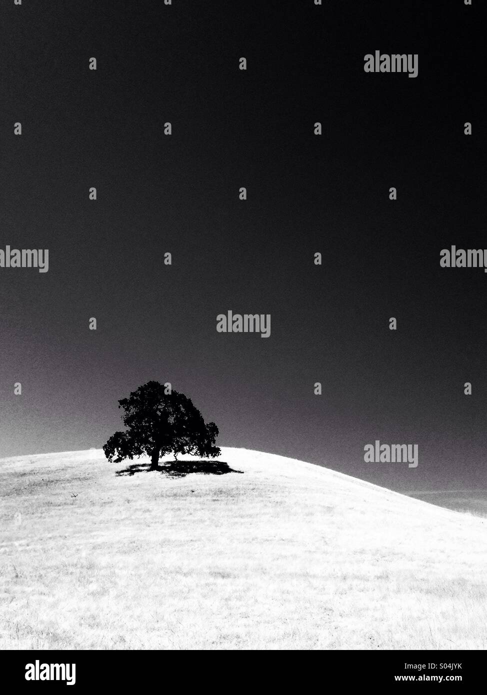 Oak tree on grassy hill, b/w - Smartphone Captured Stock Image