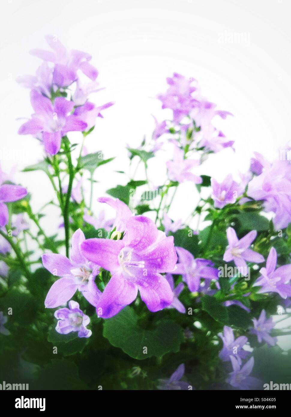 Violet campanula flowers Stock Photo