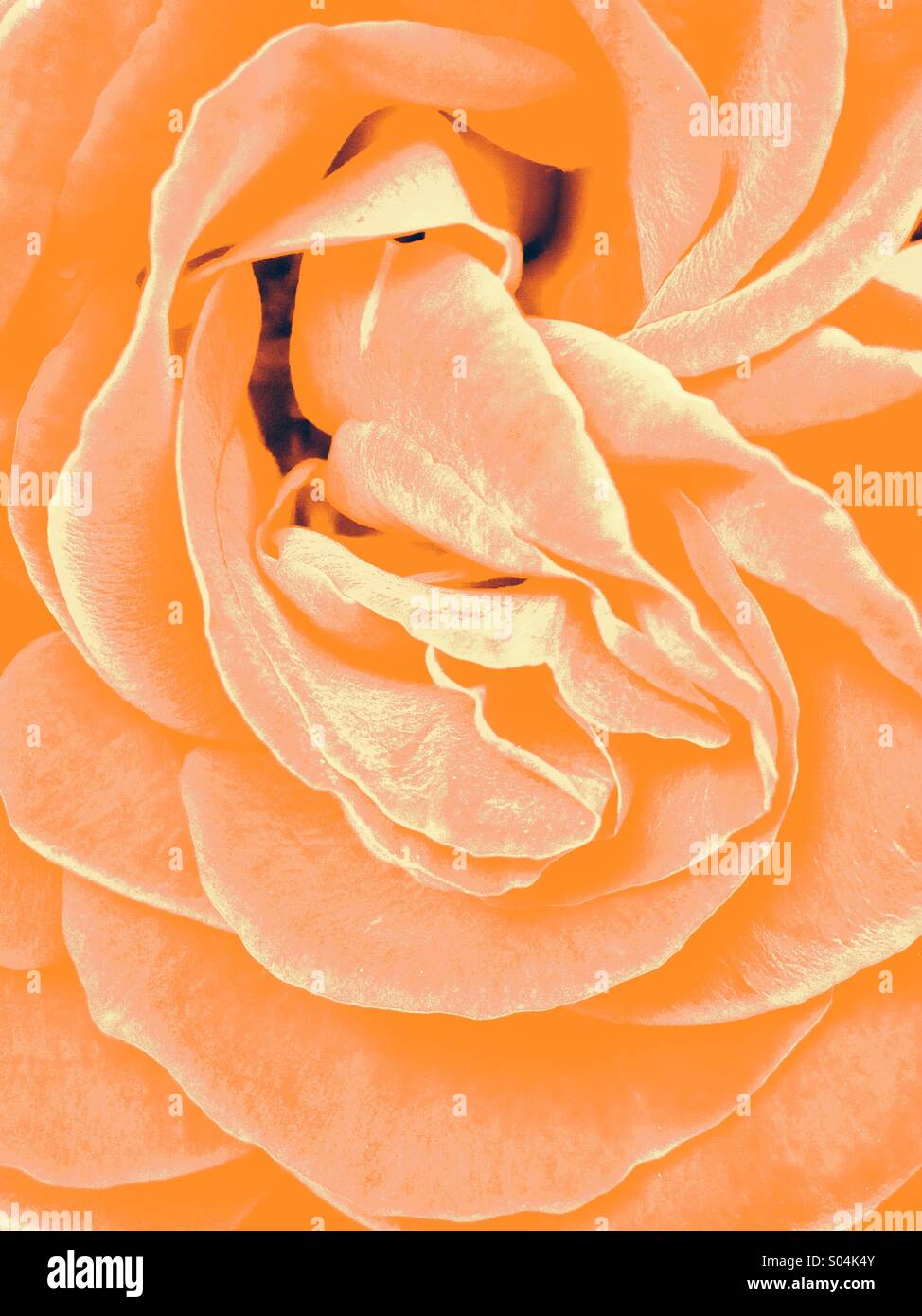 Rose Petals Stock Photo