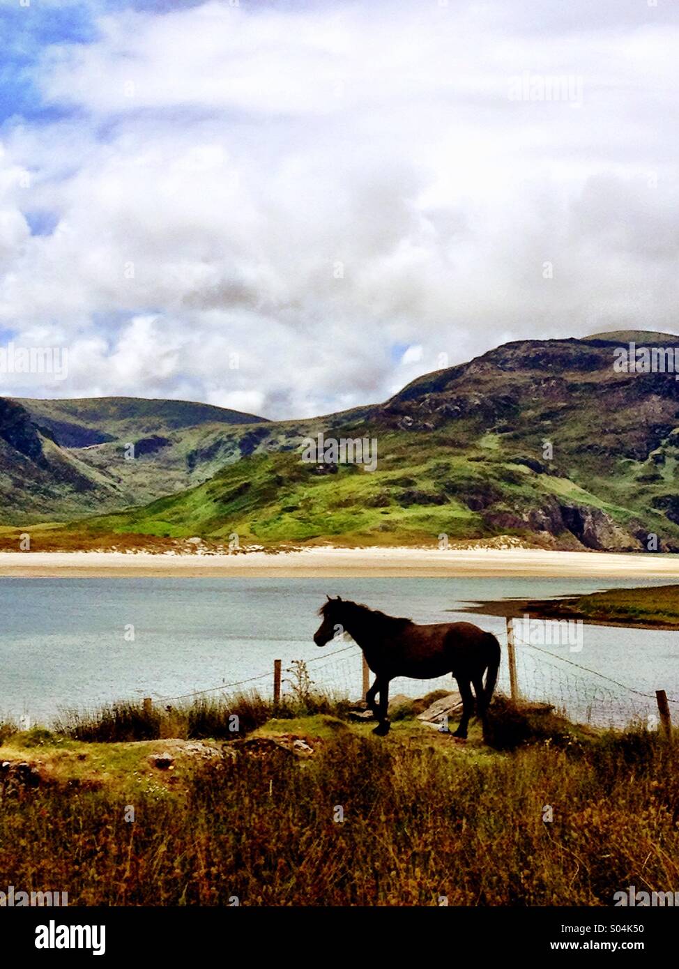 Donegal Wild Horse - Smartphone Captured Stock Image