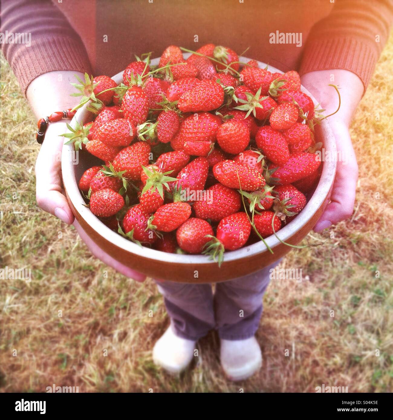 Woman holding large bowl of freshly picked ripe strawberries Stock Photo