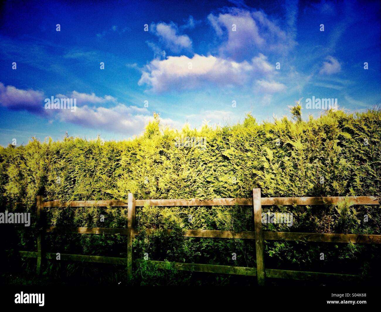 Hedge fence and blue sky Stock Photo - Alamy