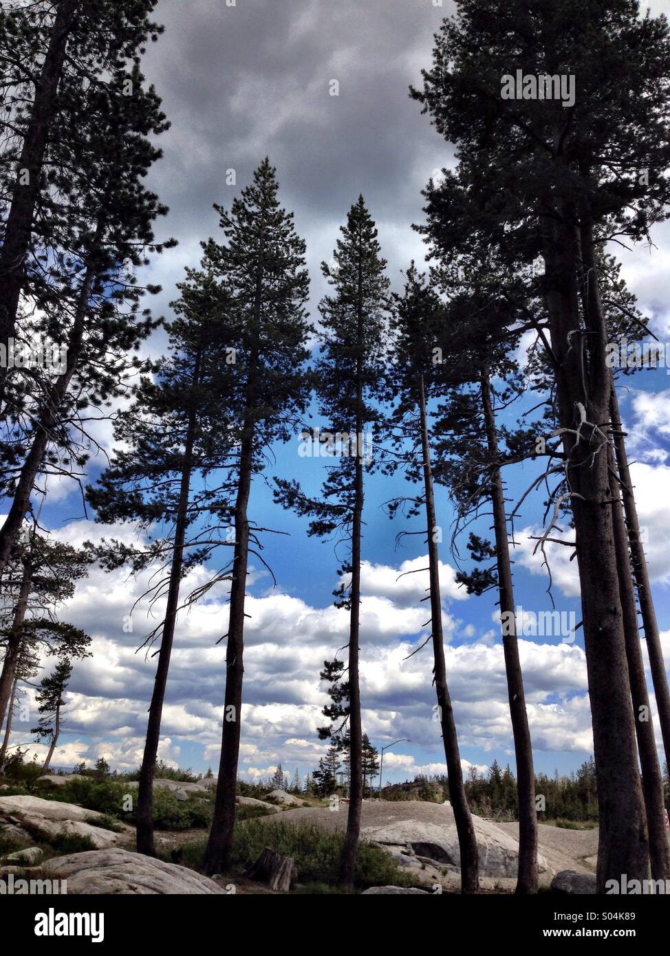 Tall trees against the sky Stock Photo - Alamy