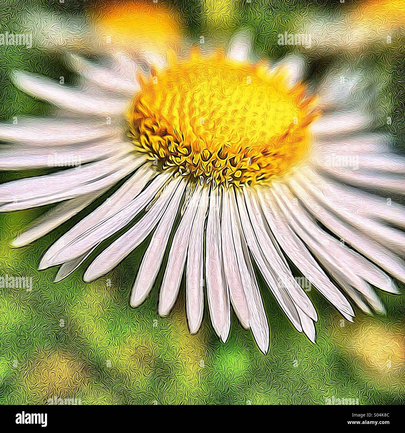 Close up of daisy - Smartphone Captured Stock Image