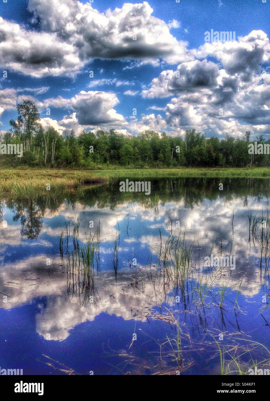 Wetland in northern Wisconsin. Stock Photo