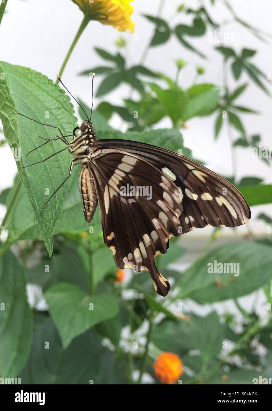 A swallowtail butterfly with wings closed on a leaf at the Butterfly exhibition at the Natural History Museum in London. Stock Photo