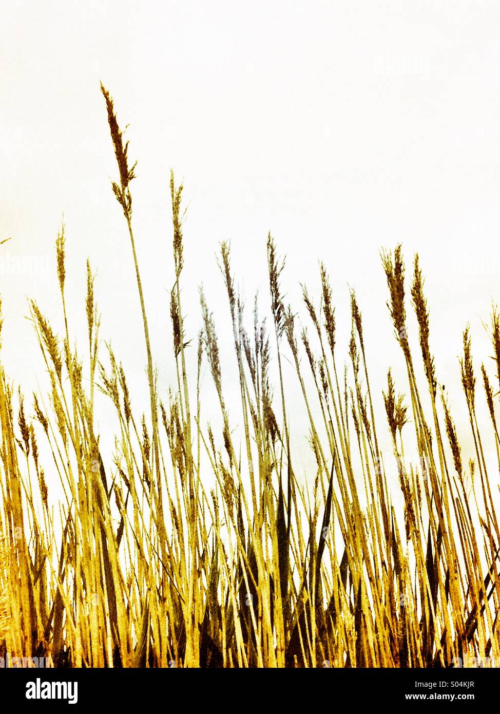 Bending reeds Stock Photo