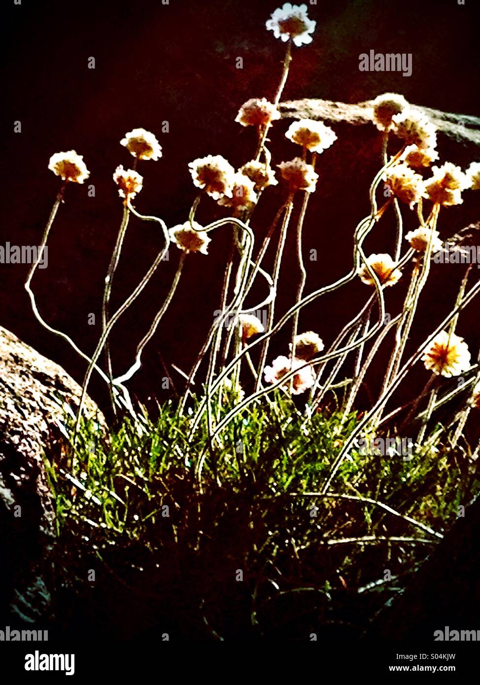 Rock clover backlit - Smartphone Captured Stock Image