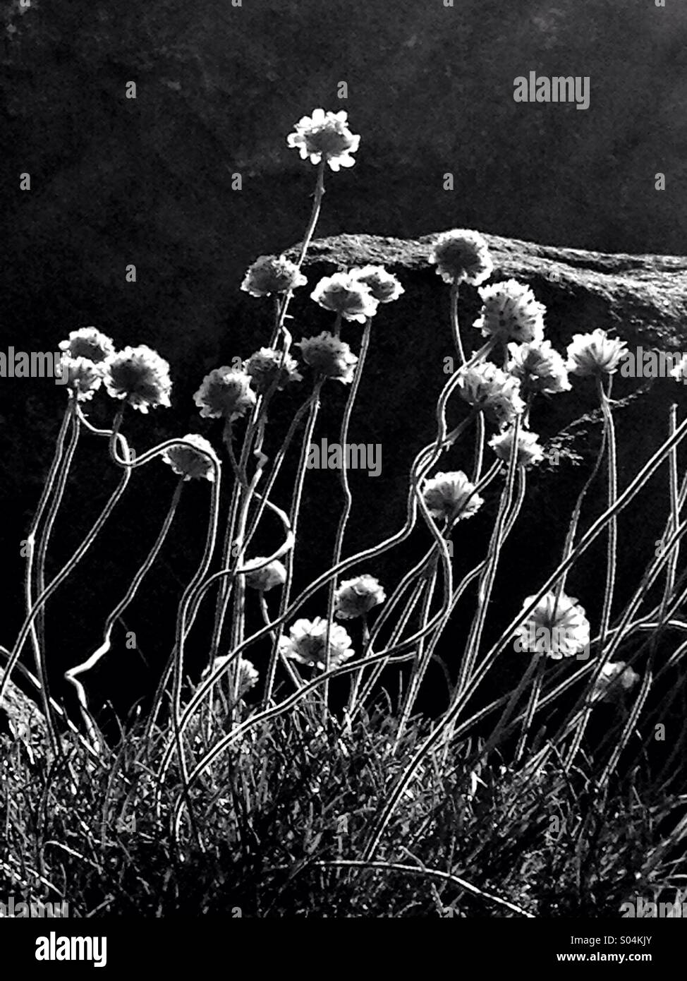 Rock clover - Smartphone Captured Stock Image