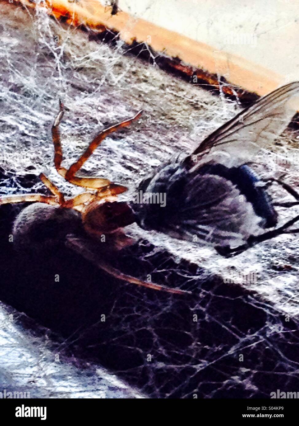 Spider and Fly - Smartphone Captured Stock Image