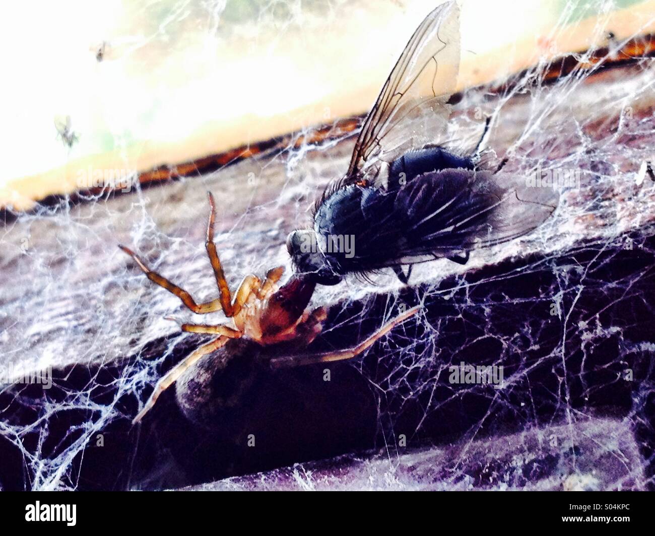 Spider catches Fly in web - Smartphone Captured Stock Image