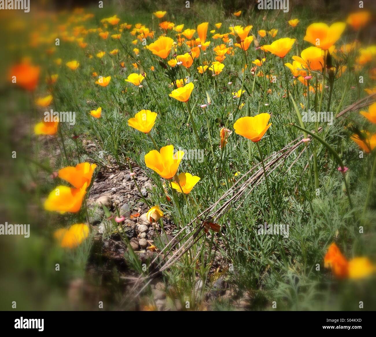 Buttercup flowers in a field. - Smartphone Captured Stock Image