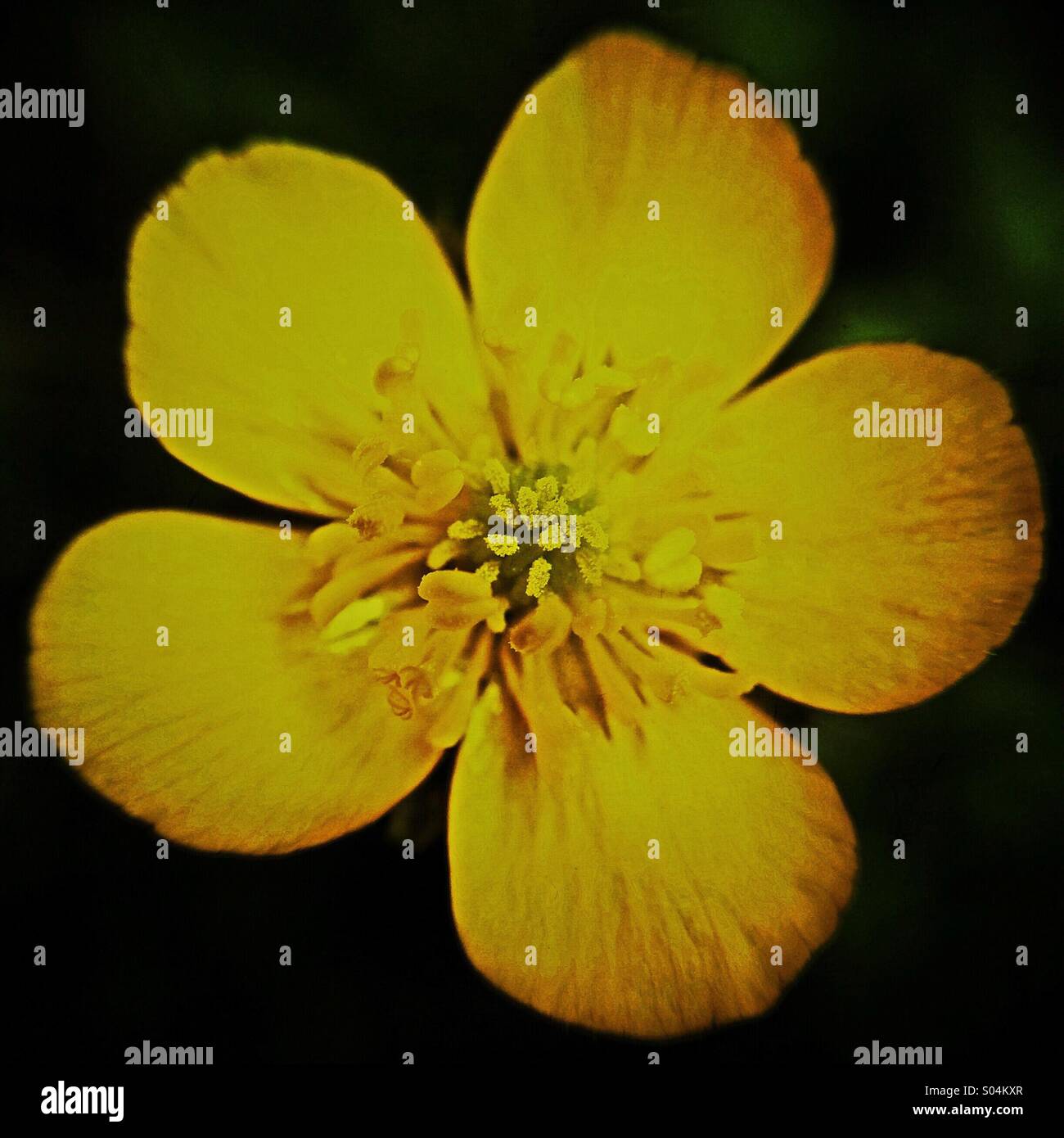 Close up of a buttercup flower Stock Photo