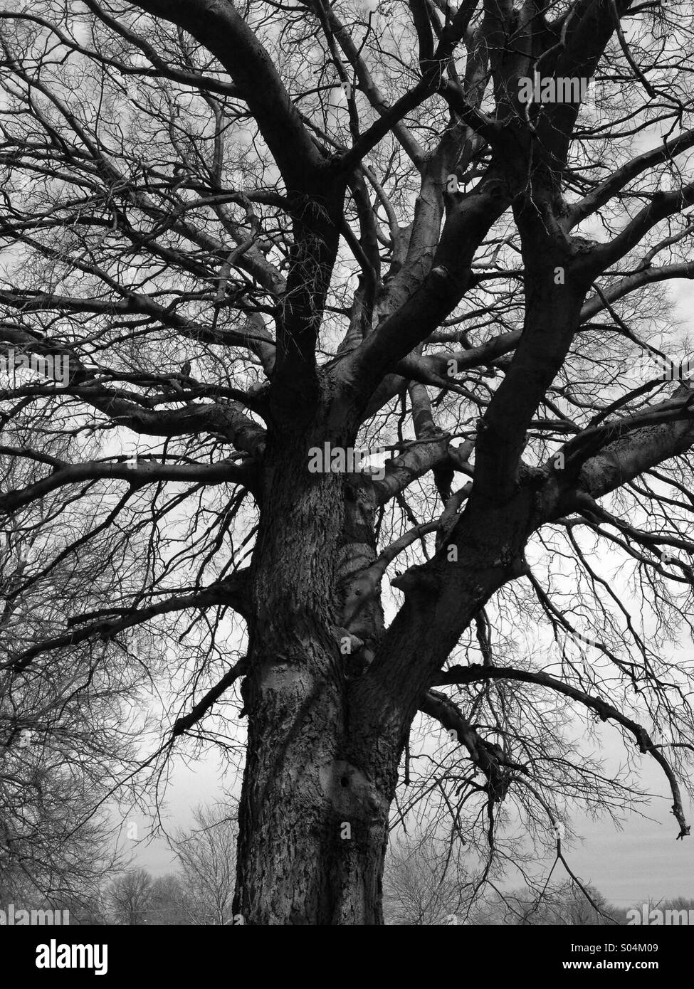 A grand old tree in the winter with no leaves Stock Photo