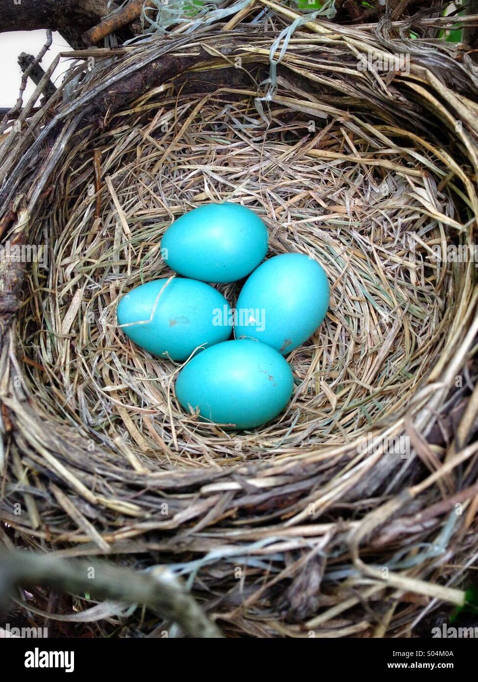 A birds nest with 4 blue Robin eggs Stock Photo