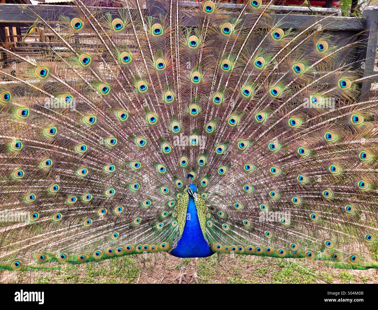 A peacock displays its tail feathers Stock Photo