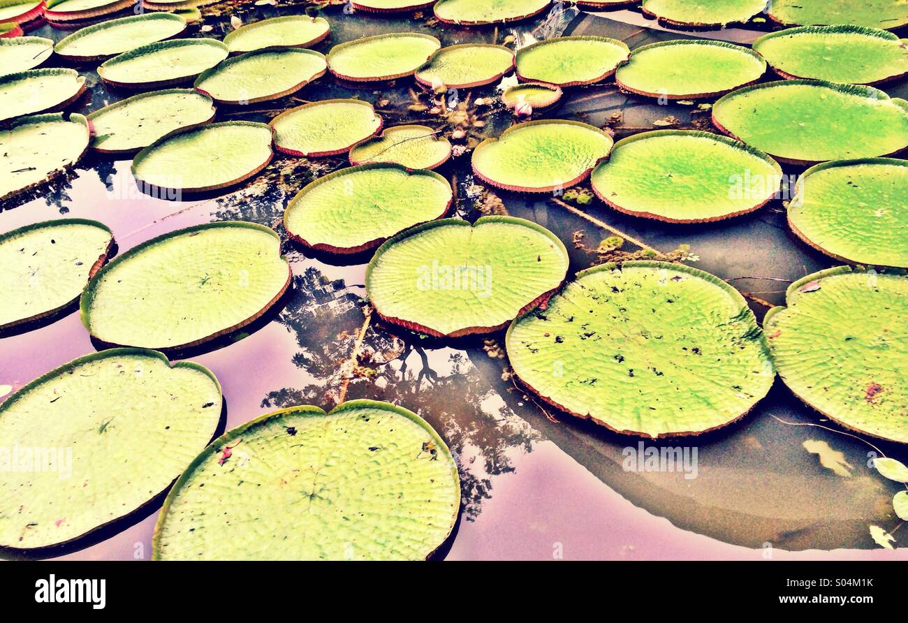 Waterlily leaves Stock Photo