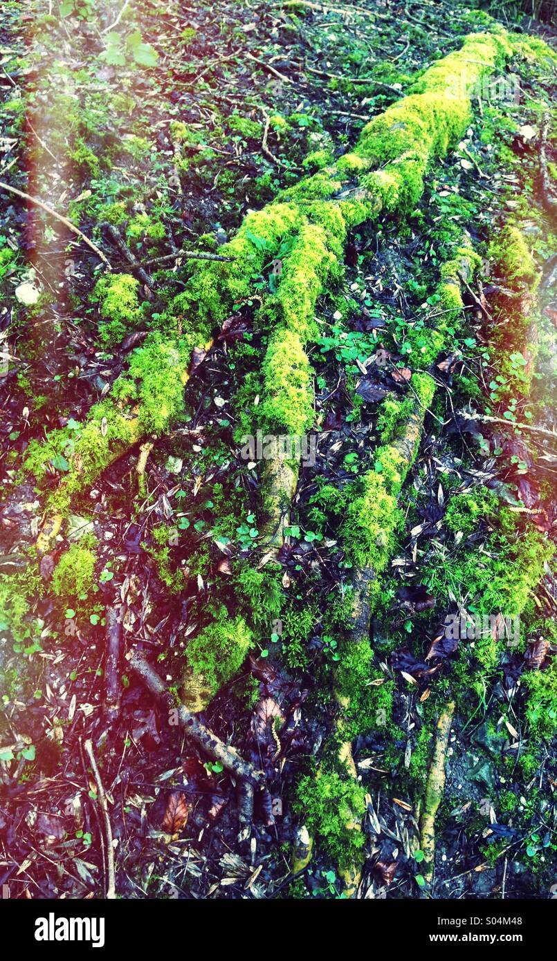 mossy-foot-on-ground-stock-photo-alamy