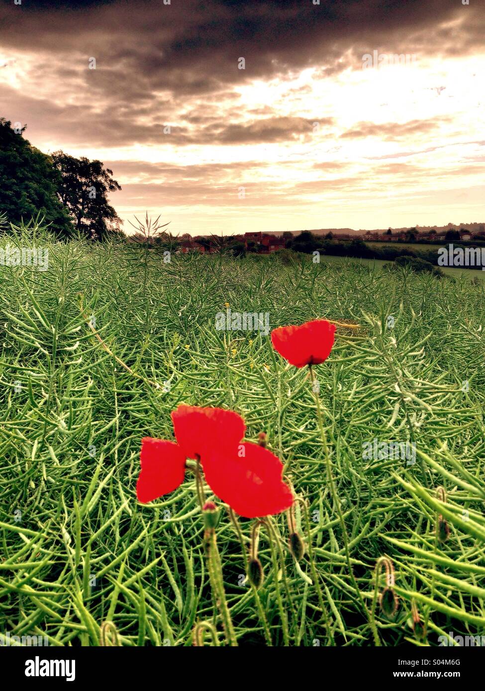 Poppies in a crop field, England Stock Photo