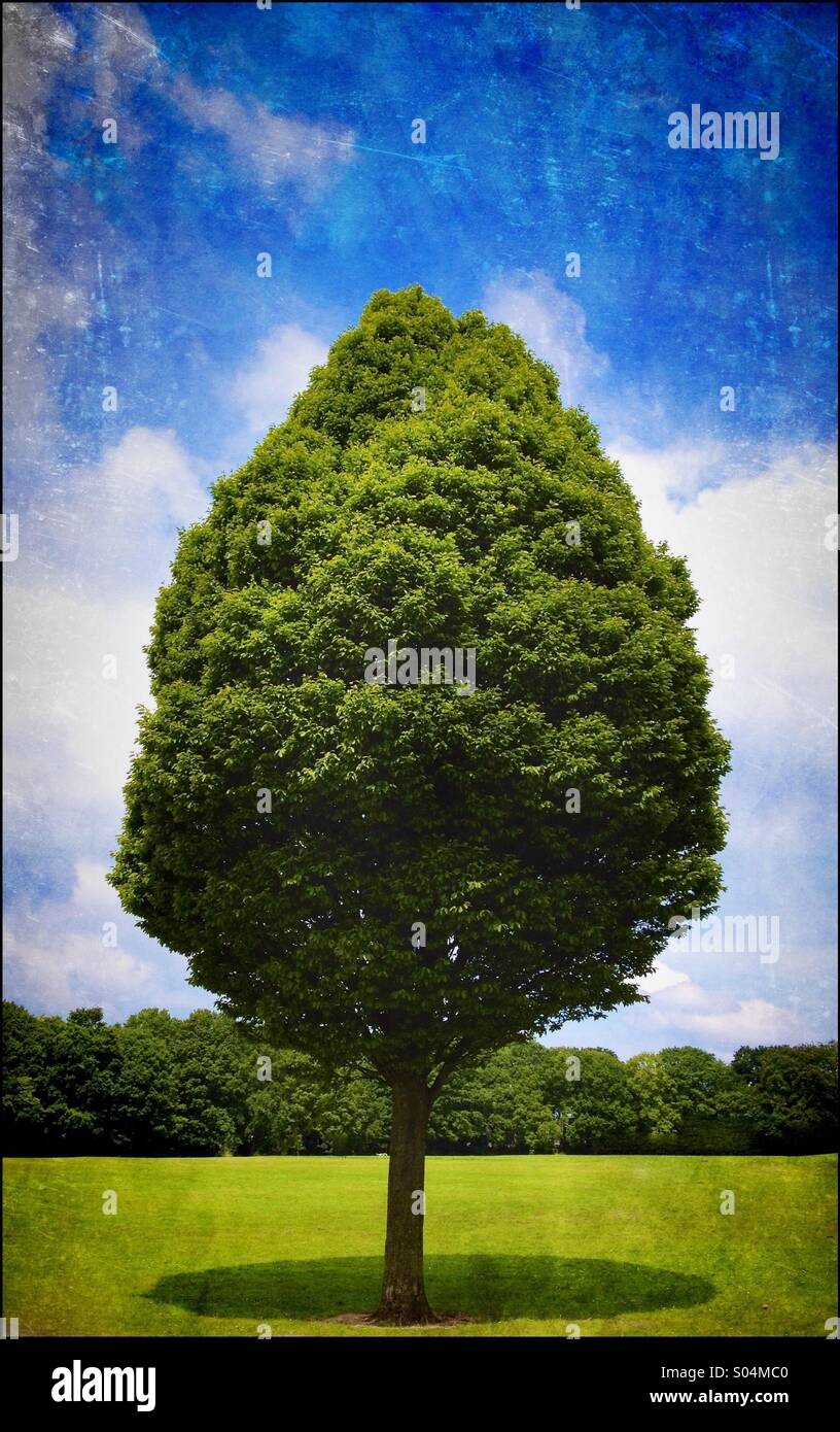 Green park tree in hi-res stock photography and images - Alamy