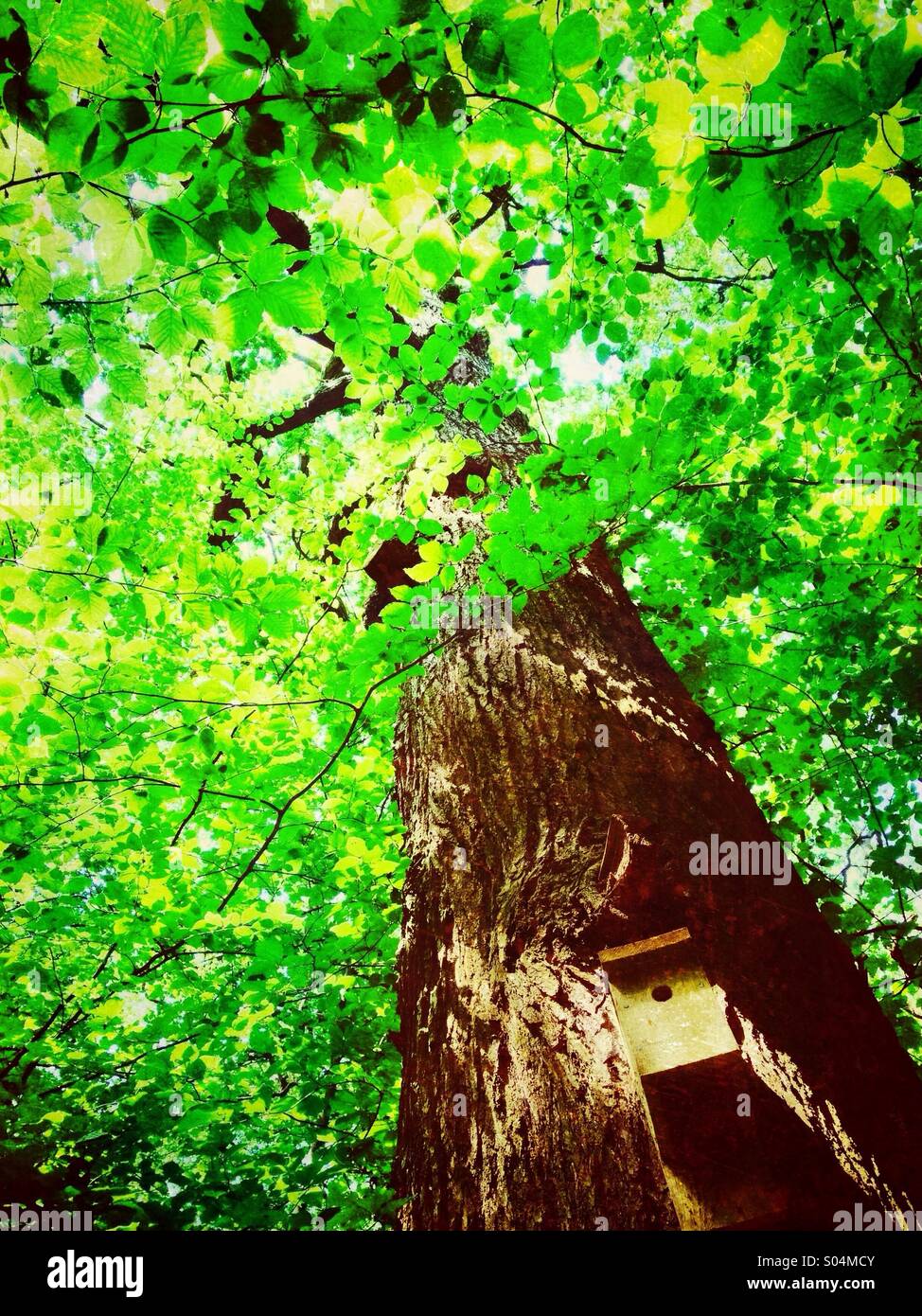 Bird box on tree trunk - Smartphone Captured Stock Image