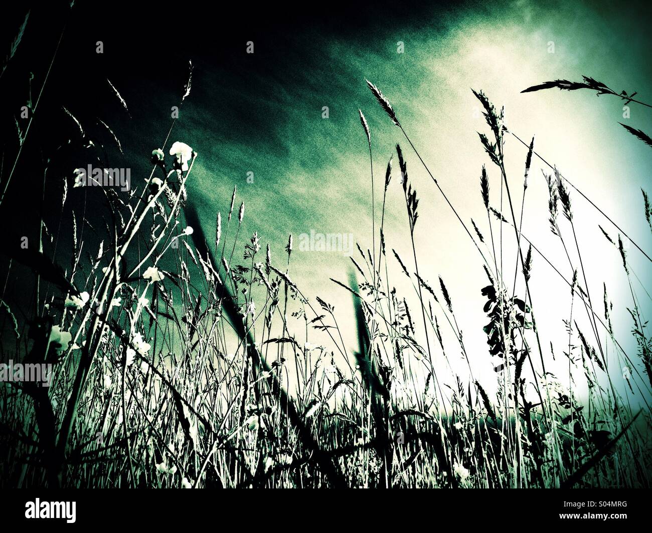 Grassland - Smartphone Captured Stock Image