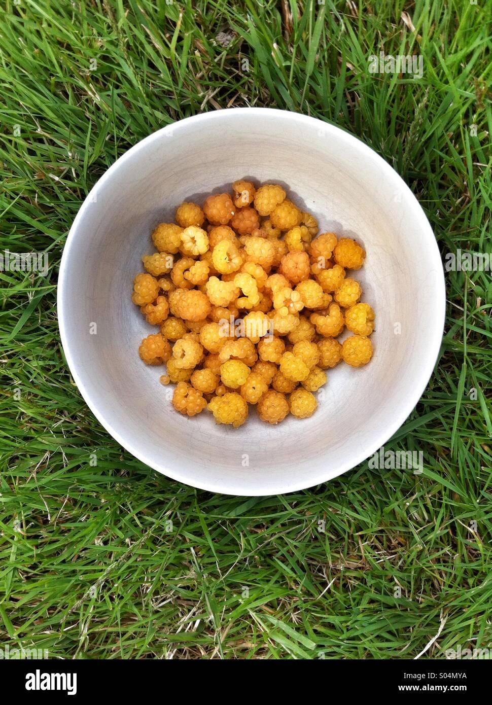 Bowl of yellow raspberries in a white bowl - Smartphone Captured Stock Image