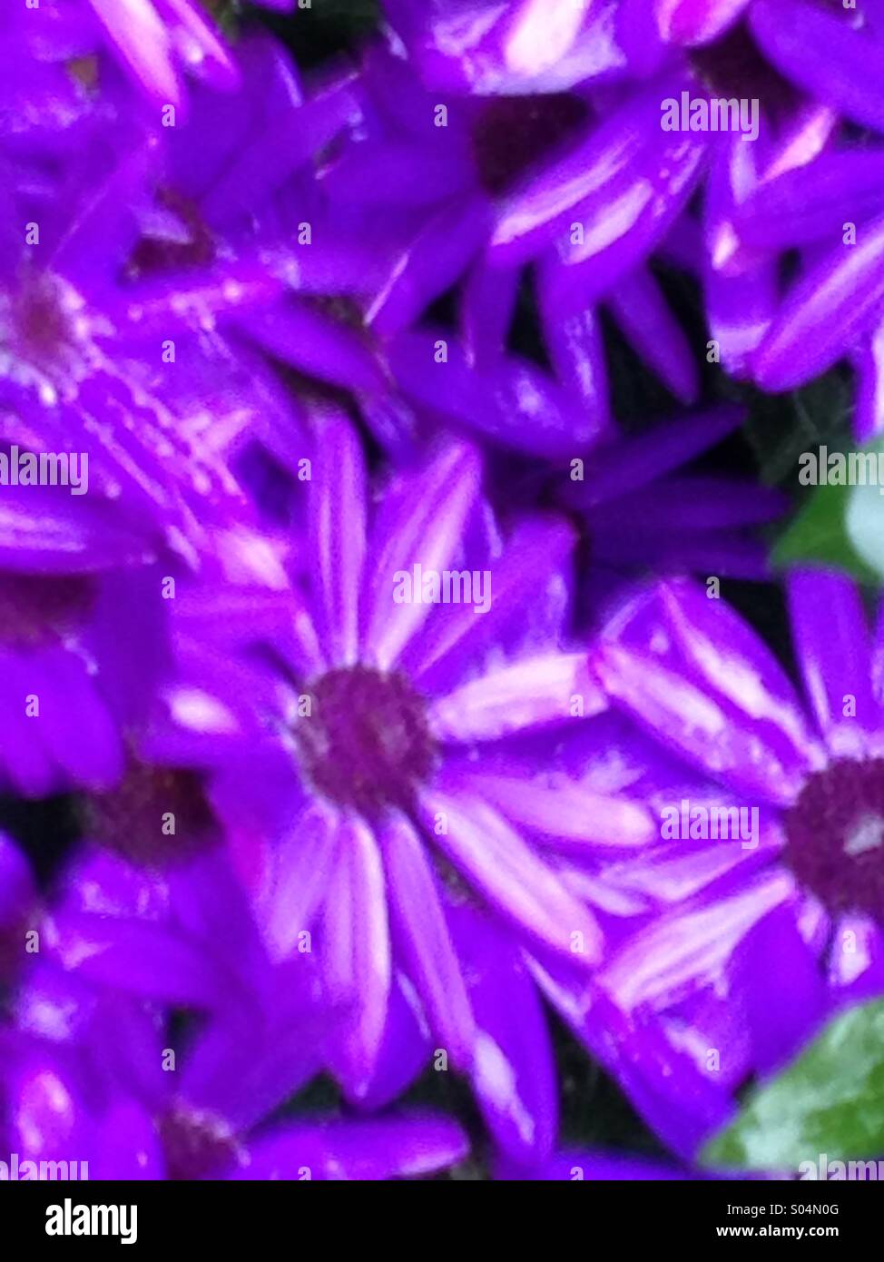 shinyflowerss 
