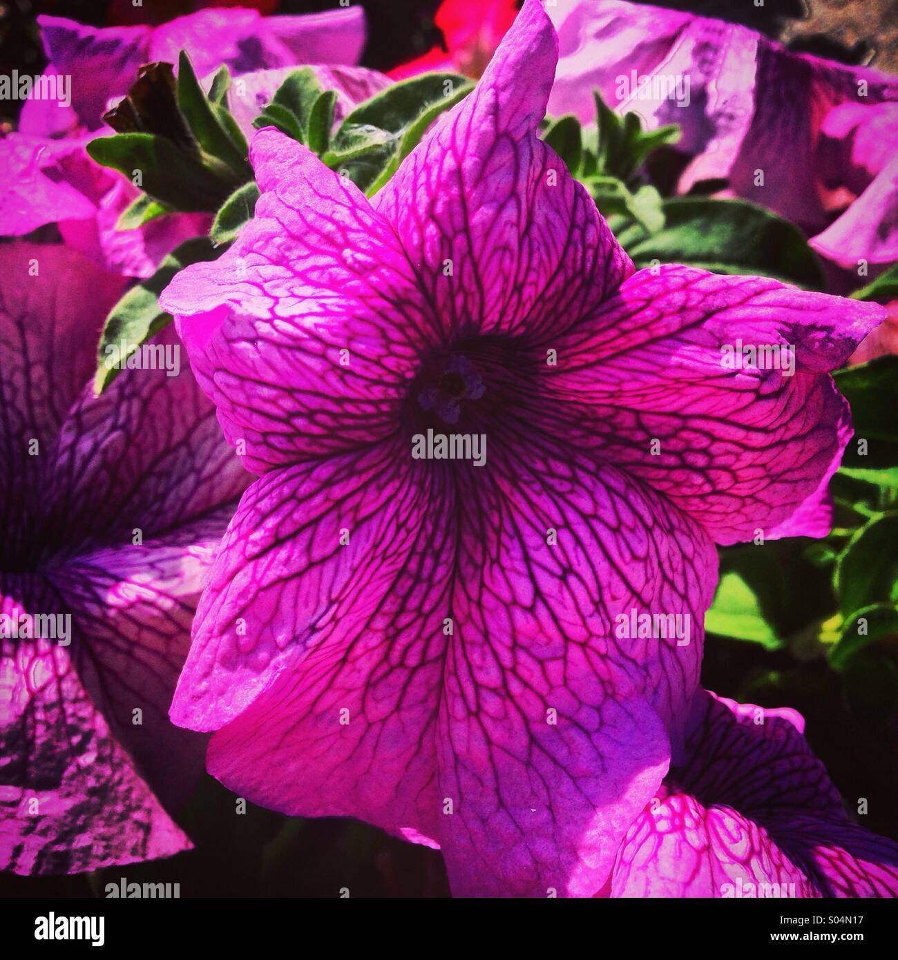 Flower veins - Smartphone Captured Stock Image