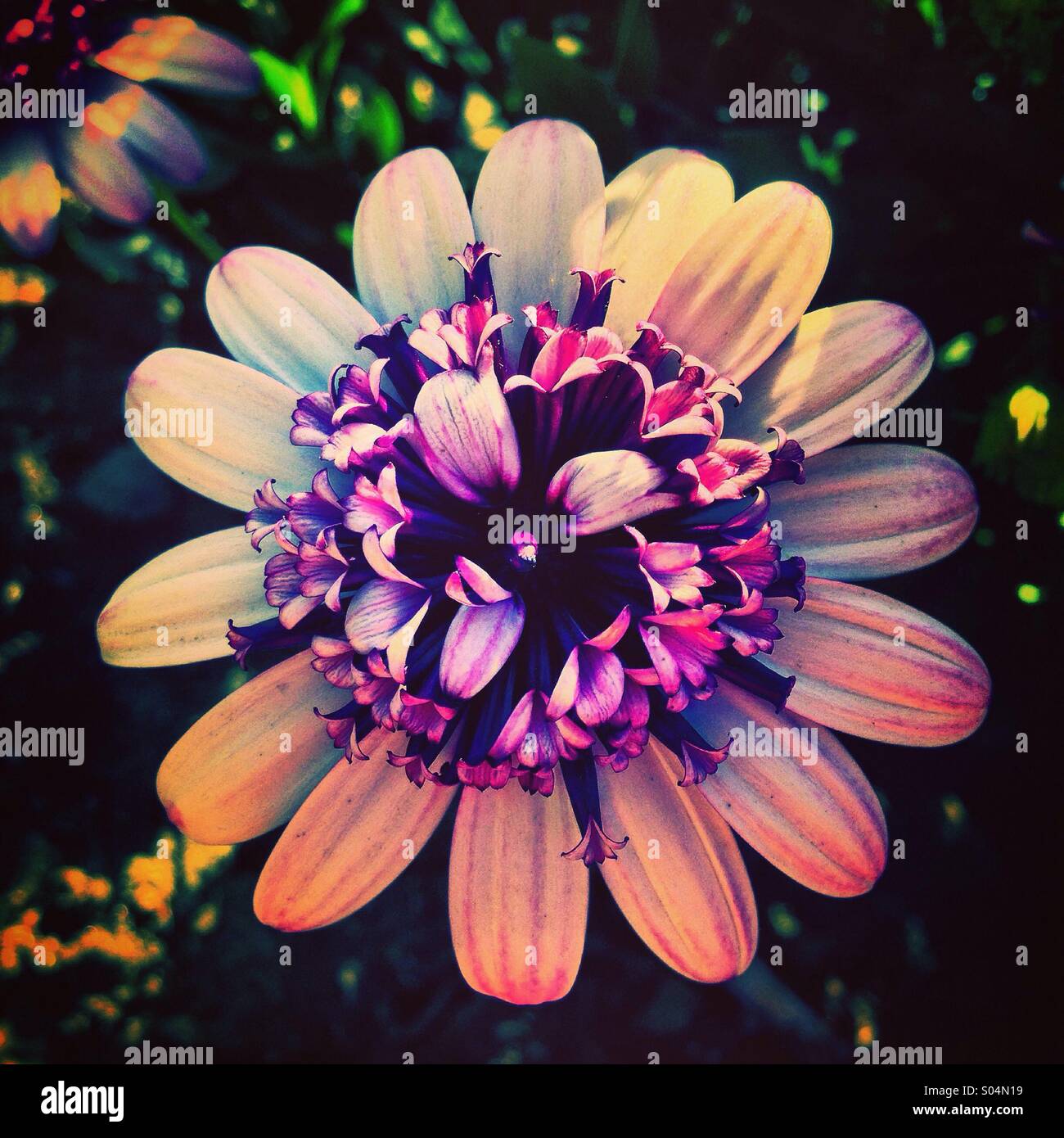 Beautifully weird flower - Smartphone Captured Stock Image