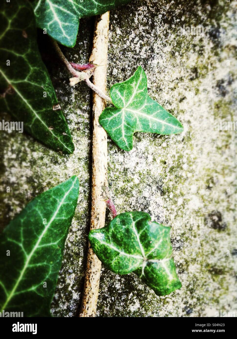ivy leaves on a wall with moss Stock Photo - Alamy