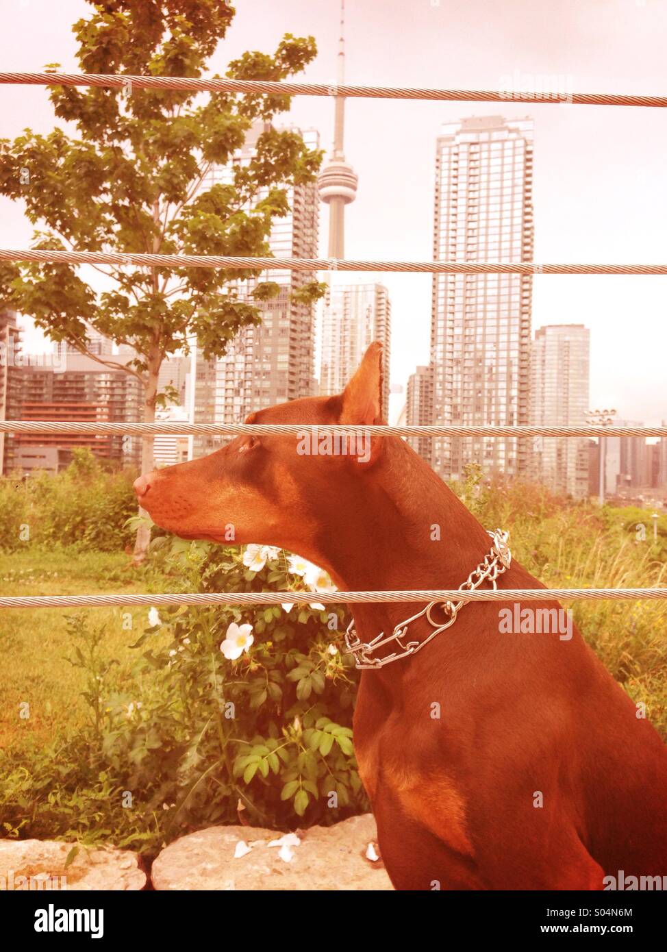 Dog in the city Stock Photo Alamy