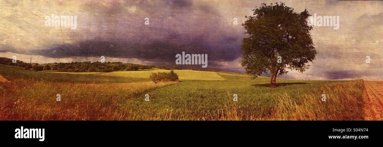 Panorama of an agricultural landscape with tree - Smartphone Captured Stock Image