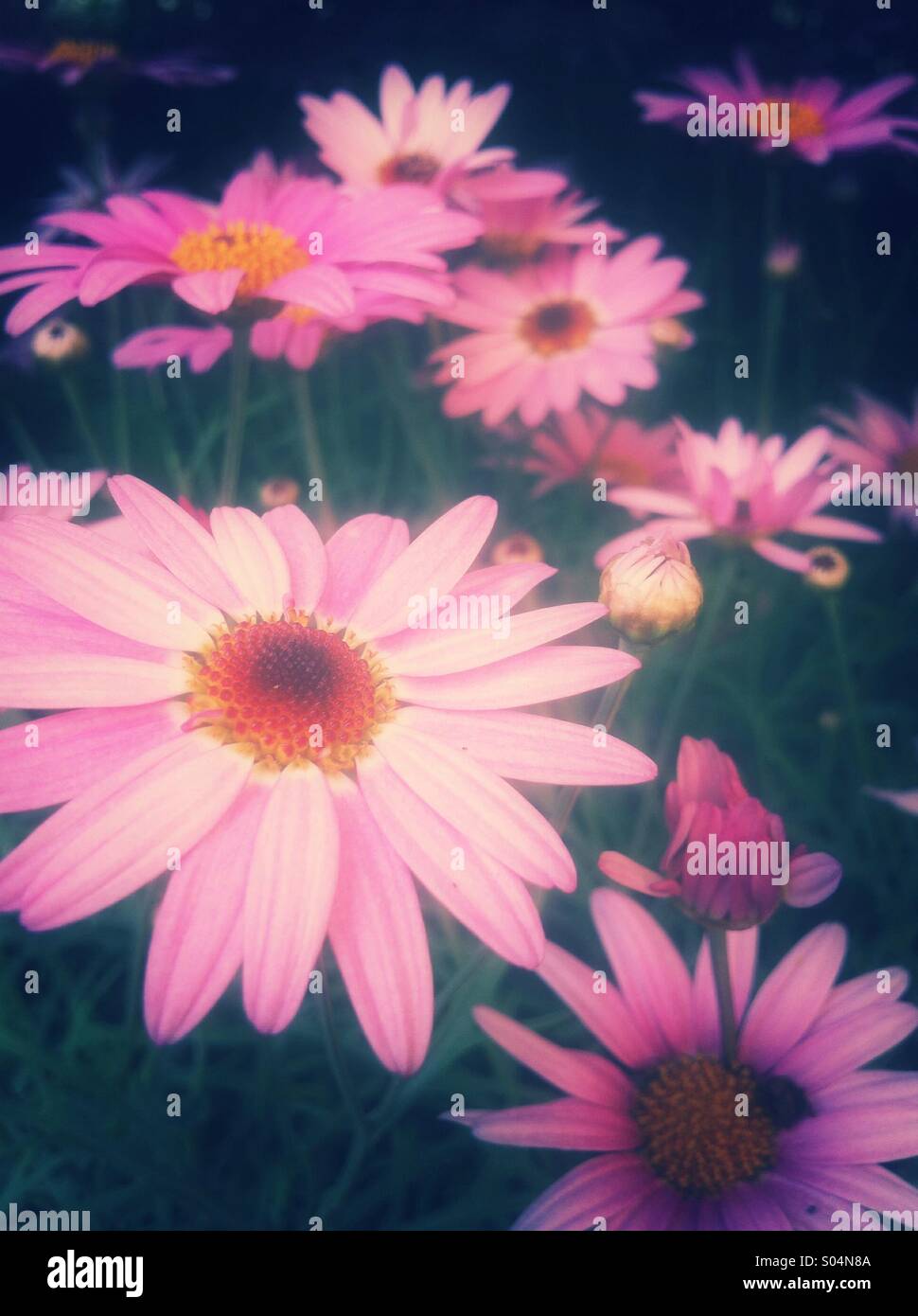 Pink daisy flowers field Stock Photo