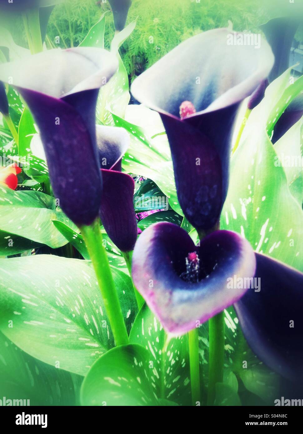 Purple cala lily flowers Stock Photo