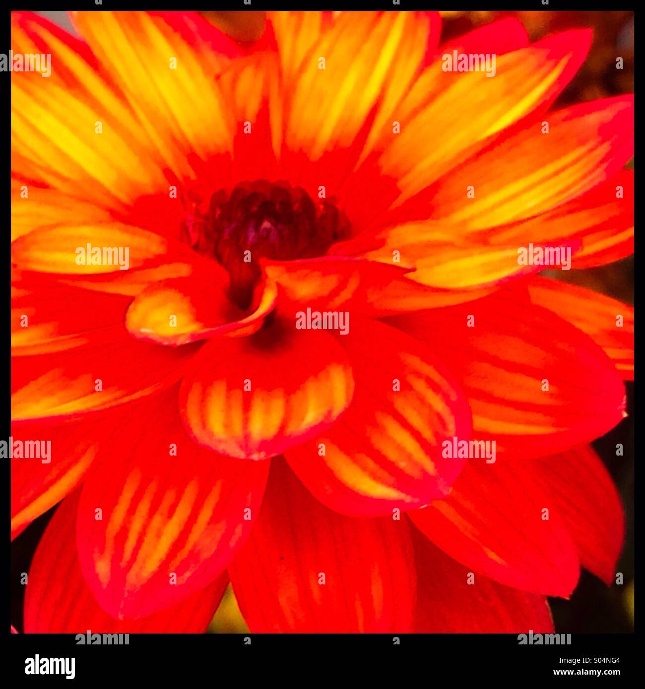 Dahlia in bloom Stock Photo