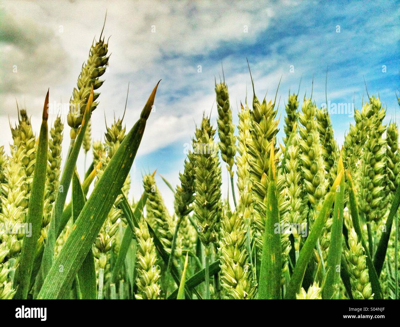 cereals plants