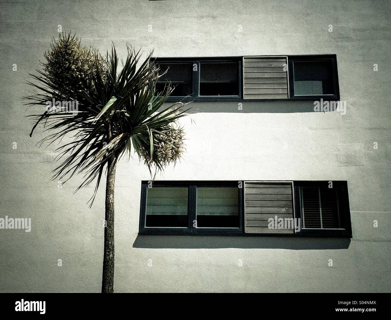Solo tree against the windows - Smartphone Captured Stock Image