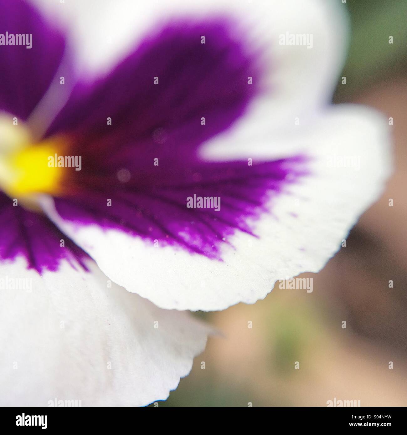 Macro of a white and purple flower Stock Photo