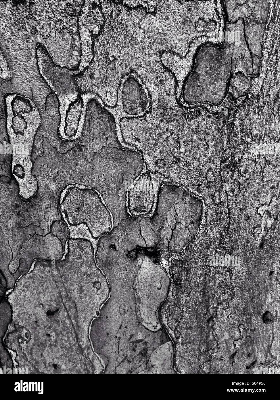 Sycamore bark detail - Smartphone Captured Stock Image
