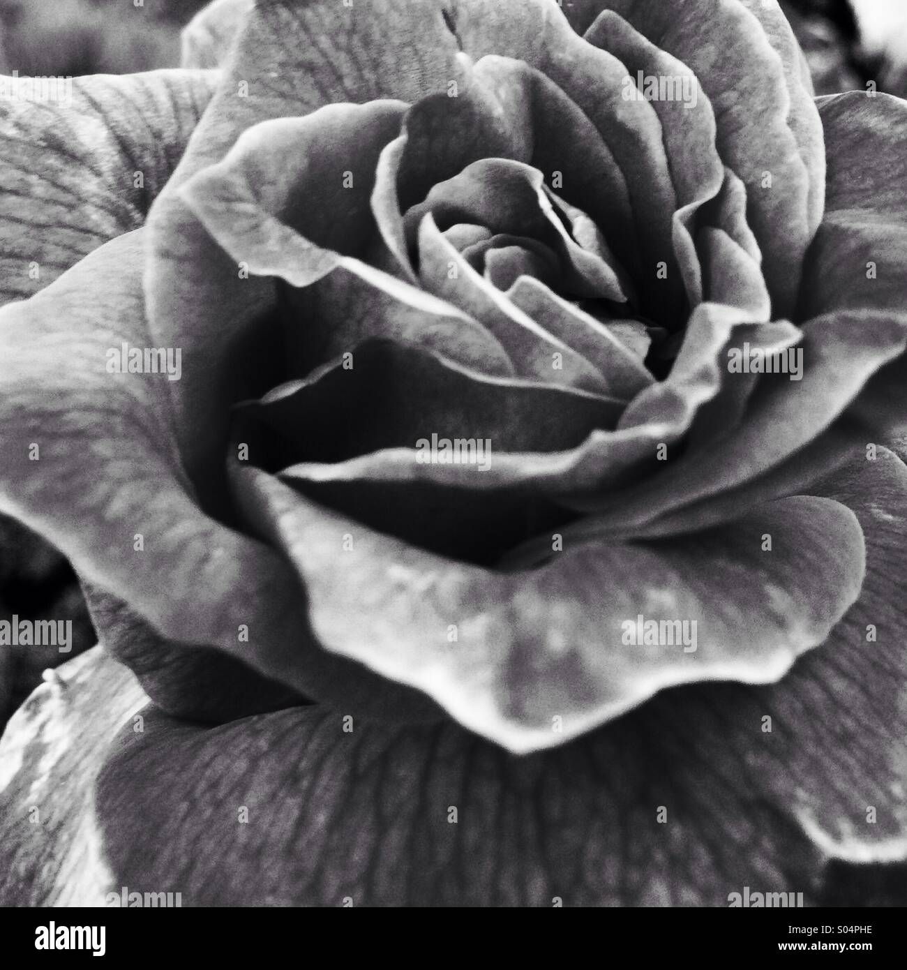 Summer Rose in Black and White Stock Photo