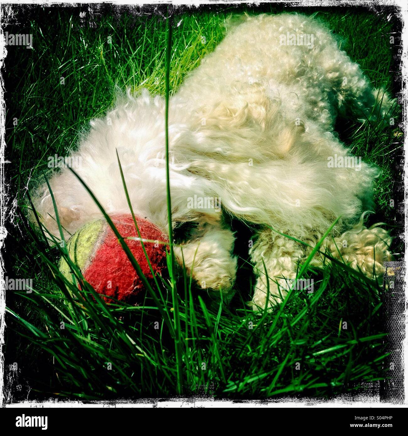 Apricot poodle dog sleeping, laying on the grass in garden. Hipstamatic ...